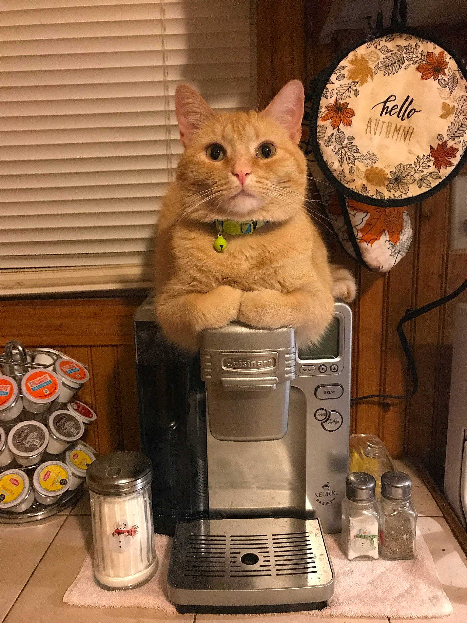 Garfield joined the competition — help win amazing prizes! carnivore, cat, cat_supply, domestic_short_haired_cat, fawn, felidae, fur, home_appliance, kitchen_appliance, machine, major_appliance, pet_supply, refrigerator, room, small_to_medium_sized_cats, snout, tail, tin_can, whiskers, wood