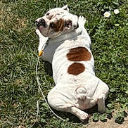Rubble joined the competition — help win amazing prizes! dog, bulldog, grass, leash, outdoor, sunlight, flower, pet, animal, resting, white_fur, brown_patch, curious, nature, summer, garden, greenery, canine, companionship, relaxation
