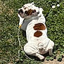 dog, bulldog, grass, leash, outdoor, sunlight, flower, pet, animal, resting, white_fur, brown_patch, curious, nature, summer, garden, greenery, canine, companionship, relaxation