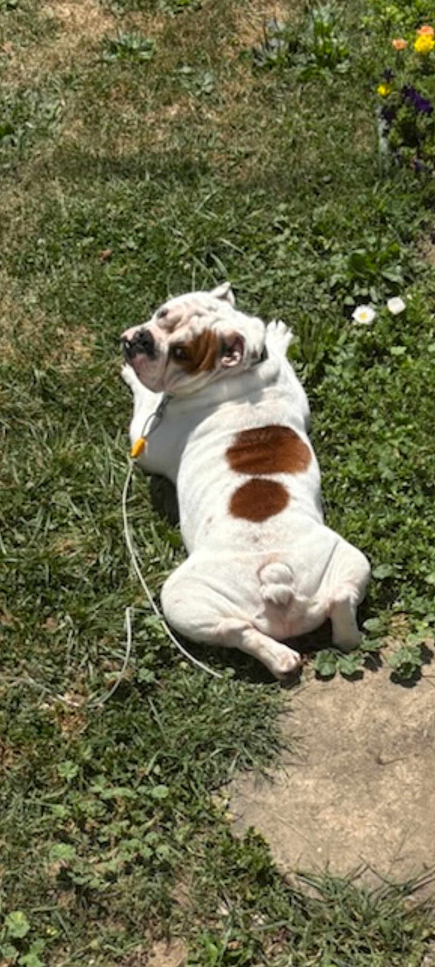 Rubble joined the competition — help win amazing prizes! dog, bulldog, grass, leash, outdoor, sunlight, flower, pet, animal, resting, white_fur, brown_patch, curious, nature, summer, garden, greenery, canine, companionship, relaxation