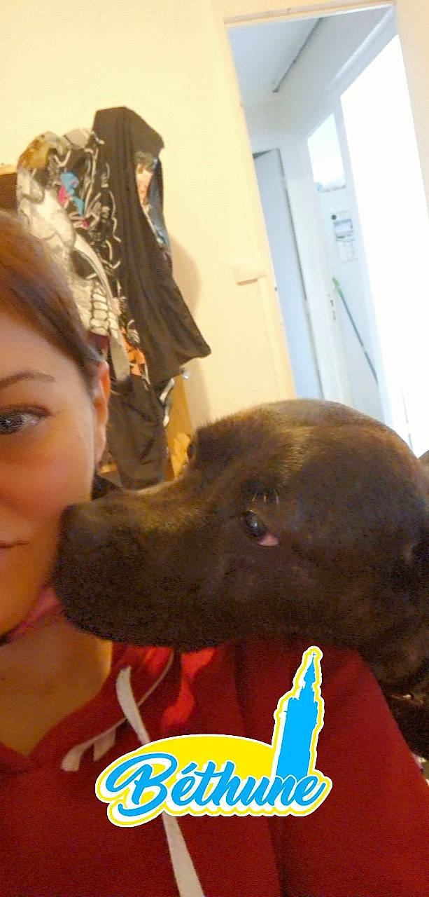 Nikita a rejoint le concours — aidez-le/la à gagner de superbes lots ! canidae, carnivore, companion_dog, dog, dog_breed, ear, event, fashion_accessory, fawn, fun, fur, gesture, giant_dog_breed, guard_dog, happy, liver, selfie, snout, sporting_group, working_animal