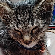 Batman is registered to the contest to win money with this photo: adorable, animal, bell, cat, close_up, collar, cute, domestic, ears, face, fur, indoor, kitten, nose, pet, resting, sleeping, tabby, whiskers, young