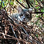 cat, animal, wildlife, branches, twigs, nature, outdoor, foliage, greenery, sunlight, shadows, tree, curious, pet, mammal, face, eyes, ears, camouflage, environment