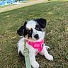 Jessie joined the competition — help win amazing prizes! animal, canine, cute, daylight, dog, fur, grass, greenery, harness, leash, nature, outdoor, park, pet, pink_harness, playful, puppy, sitting, small_dog, young_dog