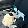 Jessie joined the competition — help win amazing prizes! black_and_white, black_cloth, car_seat, cozy, cute, dog, envelope, fabric, fur, inside_car, pet, pink_harness, progressive, puppy, relaxed, resting, seat, shadow, small_dog, sunlight