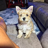 Violet is registered to the contest to win money with this photo: puppy, dog, small_dog, fluffy, ears, couch, living_room, carpet, rocking_horse, furniture, person_leg, indoor, pet, cute, young_dog, looking_at_camera, cozy, home, animal, domestic