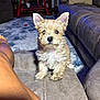 puppy, dog, small_dog, fluffy, ears, couch, living_room, carpet, rocking_horse, furniture, person_leg, indoor, pet, cute, young_dog, looking_at_camera, cozy, home, animal, domestic