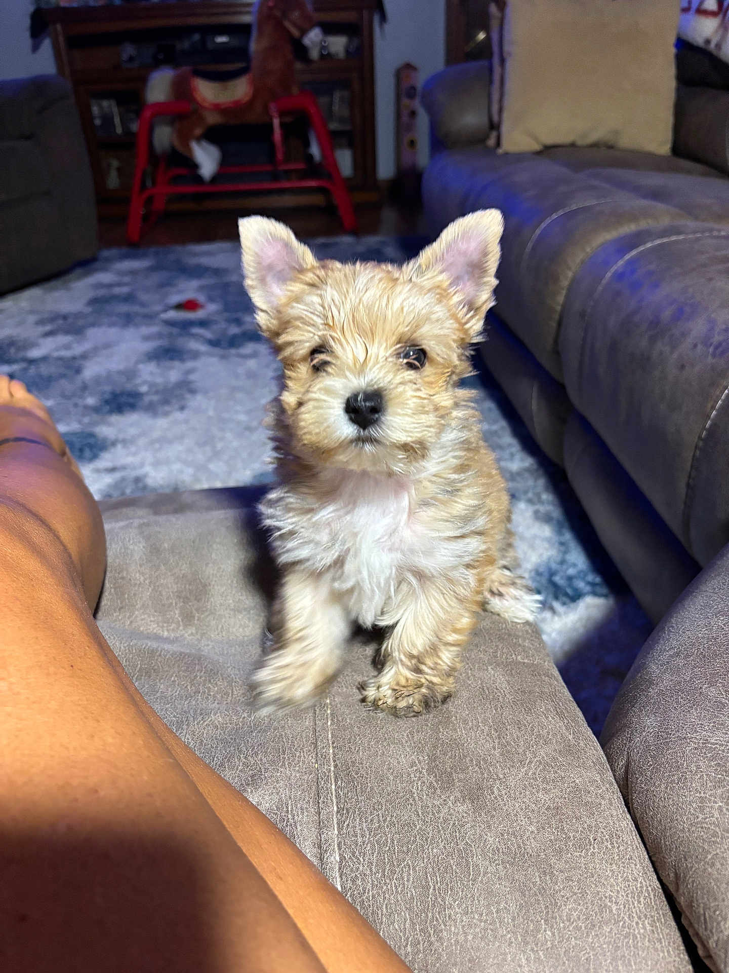 Violet is registered to the contest to win money with this photo: puppy, dog, small_dog, fluffy, ears, couch, living_room, carpet, rocking_horse, furniture, person_leg, indoor, pet, cute, young_dog, looking_at_camera, cozy, home, animal, domestic