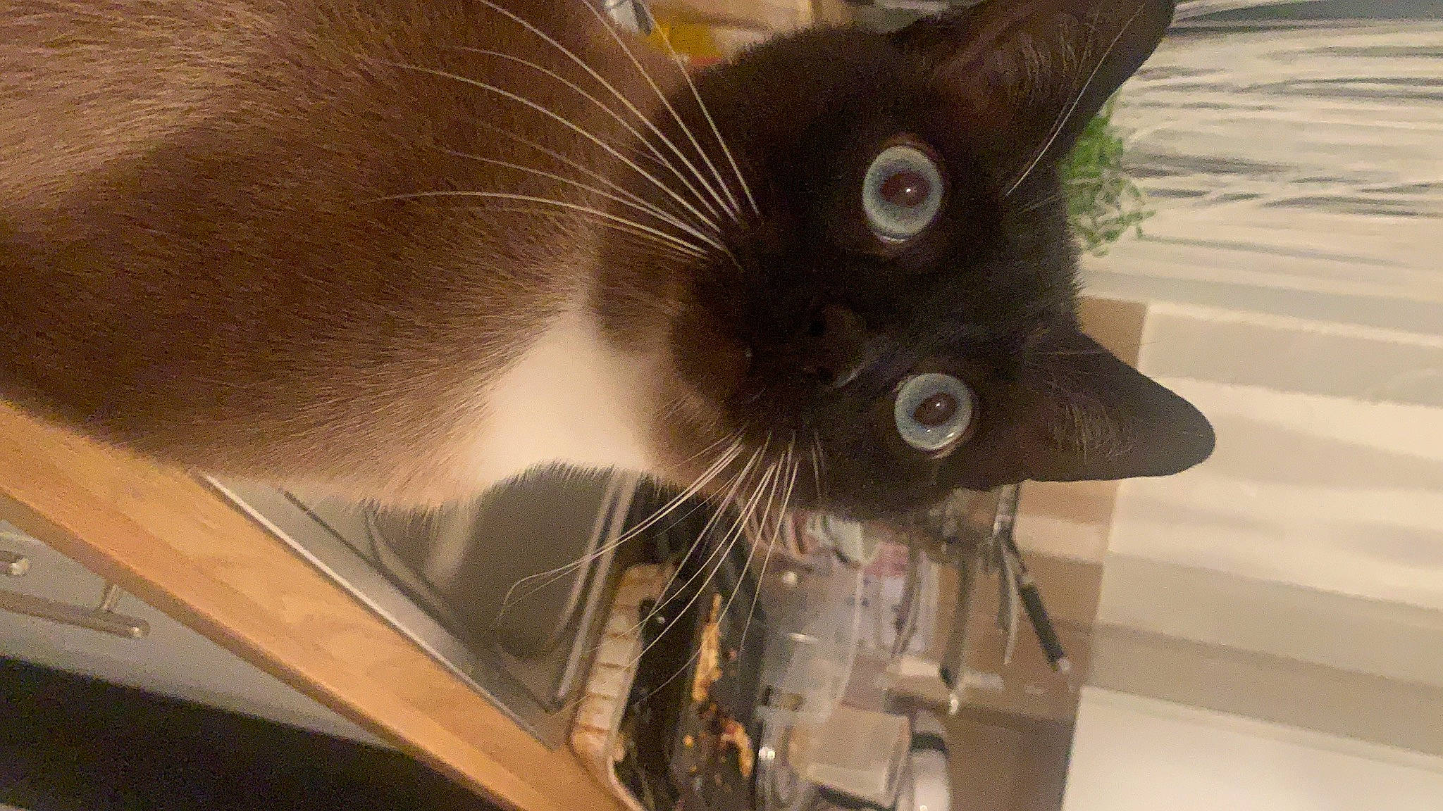 Jimmy joined the competition — help win amazing prizes! black_cat, carnivore, cat, domestic_short_haired_cat, felidae, fur, handwriting, small_to_medium_sized_cats, snout, tail, thai, tonkinese, whiskers