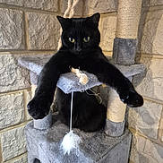 Moka participe au concours pour gagner de l'argent avec cette photo : animal, black_cat, cat, cat_tree, closeup, ears, feather_toy, feline, fur, green_eyes, indoor, paws, pet, playful, portrait, rope, scratching_post, sitting, stone_wall, whiskers