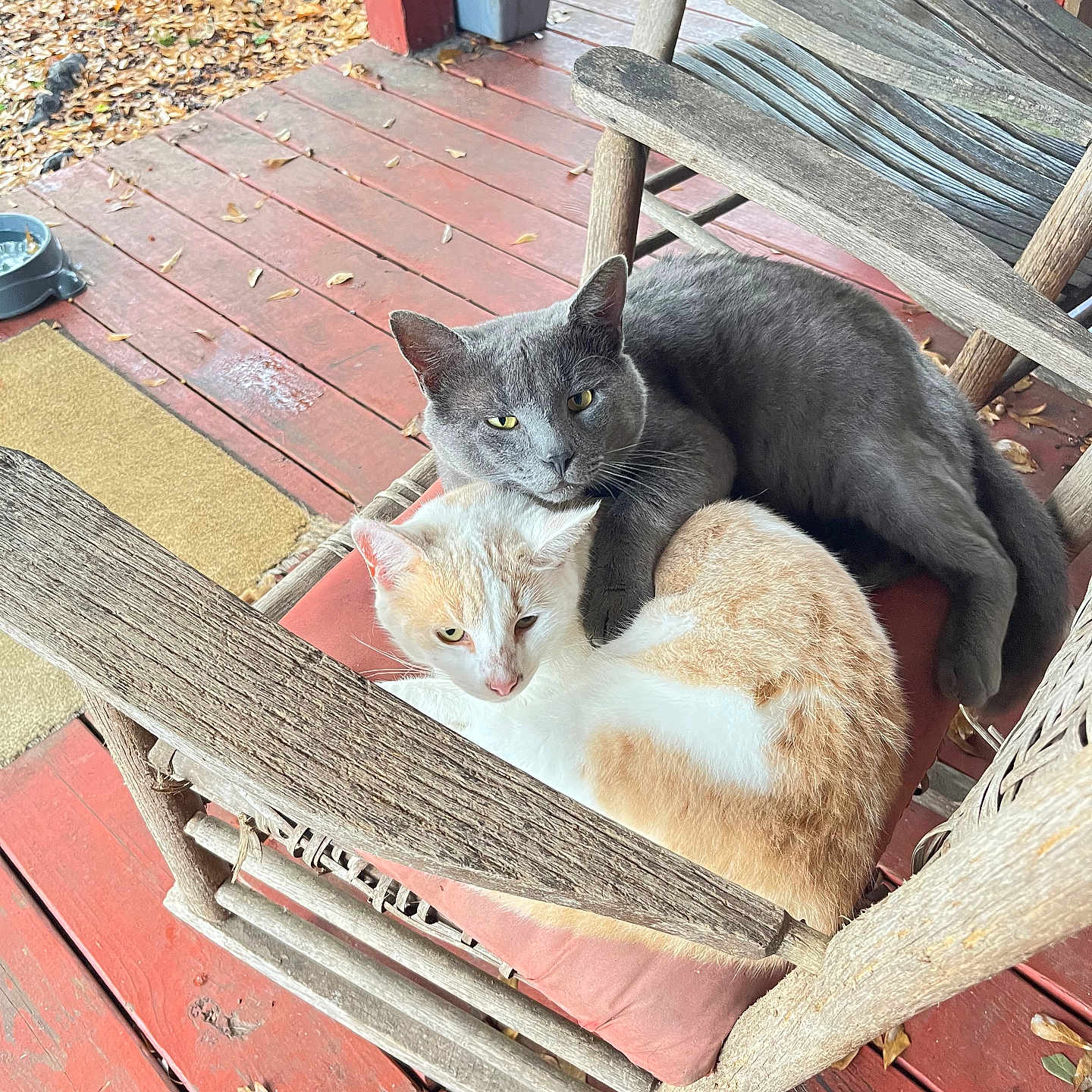 Snow And Smoke joined the competition — help win amazing prizes! animal, autumn, cat, companion, cozy, cream_cat, cushion, fall, furniture, gray_cat, leaves, nature, outdoor, pet, porch, relaxing, rocking_chair, snuggling, wood, wooden_chair