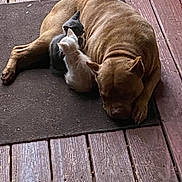 Meat And Ozzy joined the competition — help win amazing prizes! dog, kitten, cat, animal, pet, sleeping, cuddle, porch, wooden_floor, mat, friendship, outdoor, brown_dog, gray_kitten, white_kitten, resting, quiet, peaceful, cute, companion