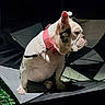 animal, black_and_white, bulldog, closeup, collar, cute, dog, ears, fur, indoor, leash, lighting, pet, pink_collar, portrait, shadow, side_view, sitting, umbrella, wrinkles