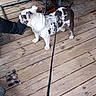 Molly is registered to the contest to win money with this photo: bulldog, dog, leash, wooden_floor, deck, person, sitting, footwear, shoe, cable, outdoor, pet, animal, black_and_white, canine, curious, resting, casual, daylight, relaxed