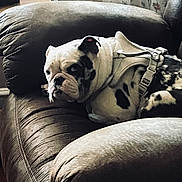 Molly joined the competition — help win amazing prizes! dog, bulldog, leather_chair, harness, indoor, pet, resting, brown, white, black_spots, furniture, floral_wallpaper, sideways_glance, close_up, relaxing, cozy, living_room, animal, portrait, cute
