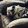dog, bulldog, leather_chair, harness, indoor, pet, resting, brown, white, black_spots, furniture, floral_wallpaper, sideways_glance, close_up, relaxing, cozy, living_room, animal, portrait, cute