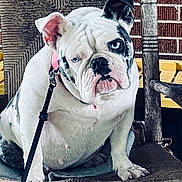 Molly joined the competition — help win amazing prizes! animal, black, blue_eyes, brick_wall, bulldog, canine, chair, closeup, dog, domestic_animal, furniture, indoors, leash, pet, portrait, rustic, sitting, texture, white, wood