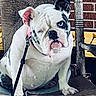 animal, black, blue_eyes, brick_wall, bulldog, canine, chair, closeup, dog, domestic_animal, furniture, indoors, leash, pet, portrait, rustic, sitting, texture, white, wood