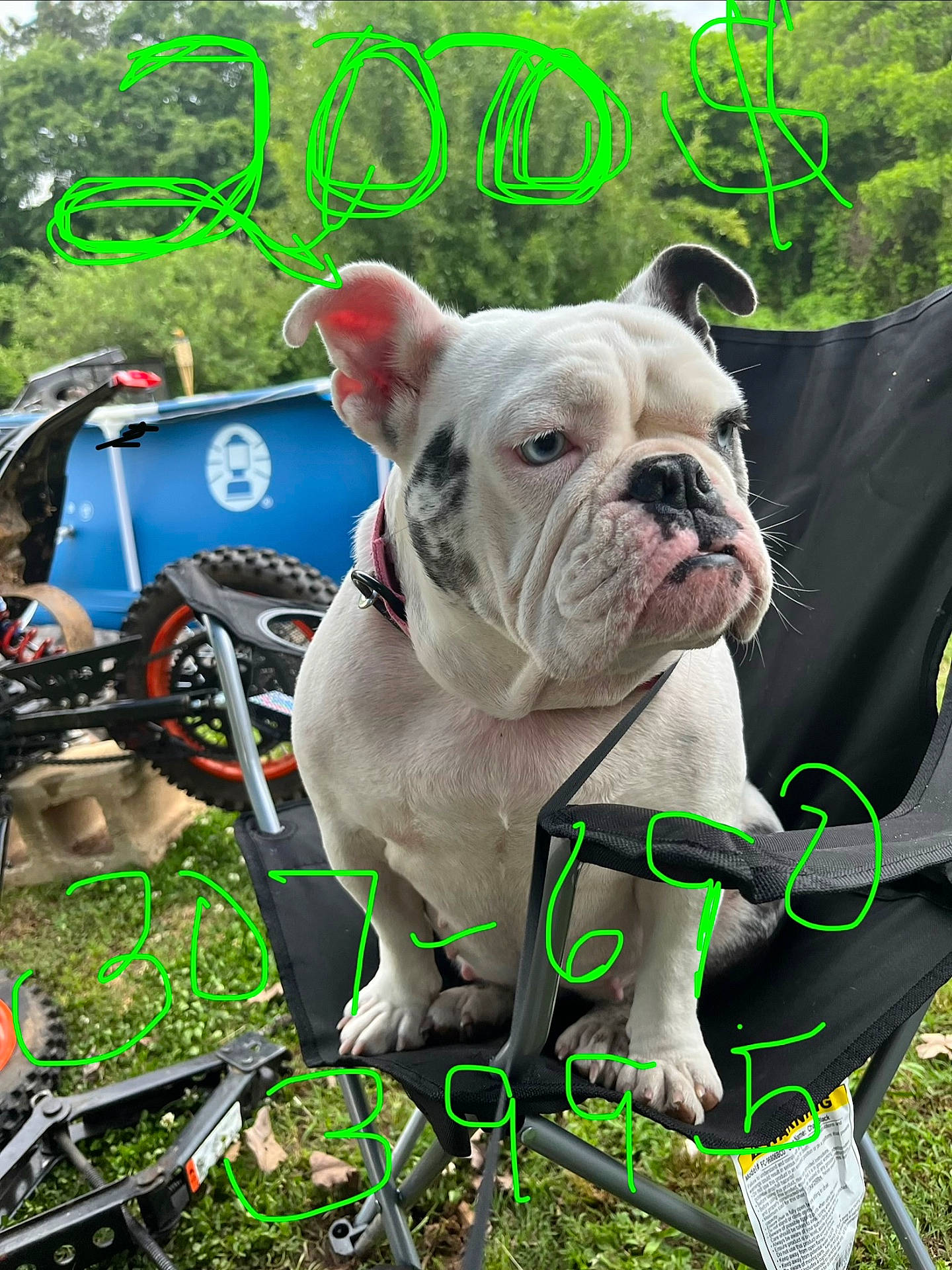 Molly joined the competition — help win amazing prizes! animal, black_chair, bulldog, chair, closeup, collar, daylight, dog, ears, expression, face, folding_chair, grass, greenery, nature, outdoor, pet, tire, vehicle_parts, white_dog