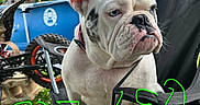Molly joined the competition — help win amazing prizes! animal, black_chair, bulldog, chair, closeup, collar, daylight, dog, ears, expression, face, grass, mechanical_parts, nature, outdoor, pet, sitting, vehicle_parts, wheel, white_dog