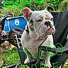 animal, black_chair, bulldog, chair, closeup, collar, daylight, dog, ears, expression, face, grass, mechanical_parts, nature, outdoor, pet, sitting, vehicle_parts, wheel, white_dog