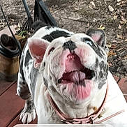 Fat Baby is registered to the contest to win money with this photo: bulldog, dog, pet, outdoor, porch, wooden_floor, garden_tools, dirt, playful, animal, canine, collar, tongue, mouth_open, ears, white_and_black, happy, companion, domestic_animal, funny_expression