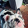 Fatbaby joined the competition — help win amazing prizes! dog, bulldog, puppy, blue_eyes, pet, animal, curious, wooden_deck, outdoor, collar, close_up, face, ears, black_and_white, fur, nose, pink, domestic_animal, young, looking_up