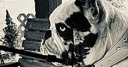 Fatbaby joined the competition — help win amazing prizes! dog, bulldog, black_and_white, collar, leash, sitting, wooden_swing, outdoor, pet, portrait, animal, close_up, fence, garden, chain, tag, ear, fur, side_view, resting