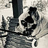 dog, bulldog, black_and_white, collar, leash, sitting, wooden_swing, outdoor, pet, portrait, animal, close_up, fence, garden, chain, tag, ear, fur, side_view, resting