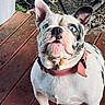Fatbaby is registered to the contest to win money with this photo: dog, blue_eyes, white_fur, black_spots, collar, drool, wooden_deck, outdoor, pet, animal, ears_up, close_up, looking_up, curious, canine, daylight, fur, tongue, snout, playful
