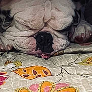 Fatbaby is registered to the contest to win money with this photo: bulldog, dog, close_up, face, wrinkles, nose, sleeping, resting, blanket, floral_pattern, colorful, pet, animal, cute, indoor, cozy, paw, fur, portrait, relaxed