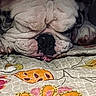 bulldog, dog, close_up, face, wrinkles, nose, sleeping, resting, blanket, floral_pattern, colorful, pet, animal, cute, indoor, cozy, paw, fur, portrait, relaxed