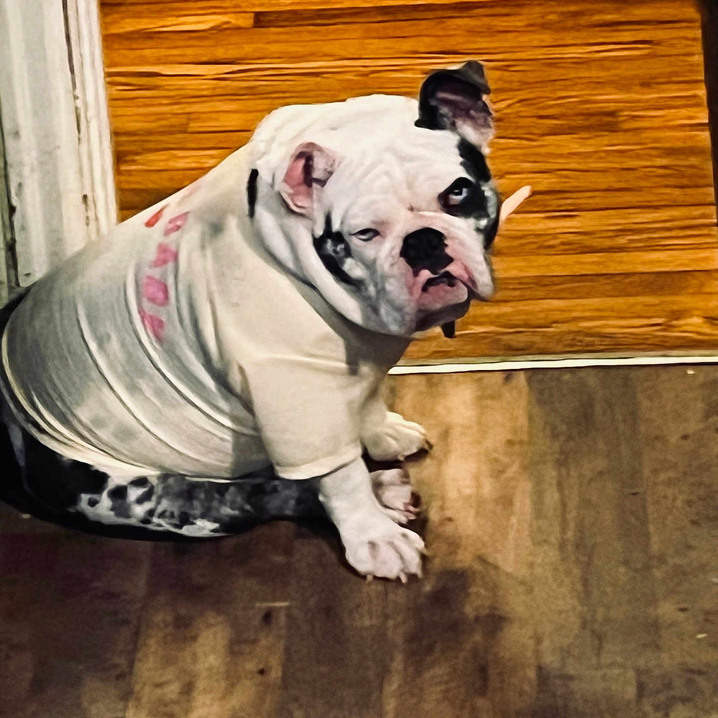 Fatbaby joined the competition — help win amazing prizes! bulldog, dog, pet, white_fur, black_spots, shirt, indoor, wood_floor, wooden_wall, sitting, looking_back, animal, cute, adorable, portrait, pet_clothing, floor, companion, domestic, canine