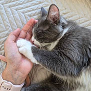 Ash participe au concours pour gagner de l'argent avec cette photo : cat, sleeping, hand, gray_fur, white_fur, paw, cozy, blanket, resting, domestic_cat, pet, fur, whiskers, closeup, cute, relaxing, indoor, human_hand, gentle, companion