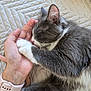 cat, sleeping, hand, gray_fur, white_fur, paw, cozy, blanket, resting, domestic_cat, pet, fur, whiskers, closeup, cute, relaxing, indoor, human_hand, gentle, companion