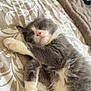 Ash participe au concours pour gagner de l'argent avec cette photo : cat, sleeping, gray, white, fluffy, pet, cute, bedspread, patterned, paws, resting, indoor, cozy, fur, relaxation, animal, whiskers, pink_nose, closeup, adorable