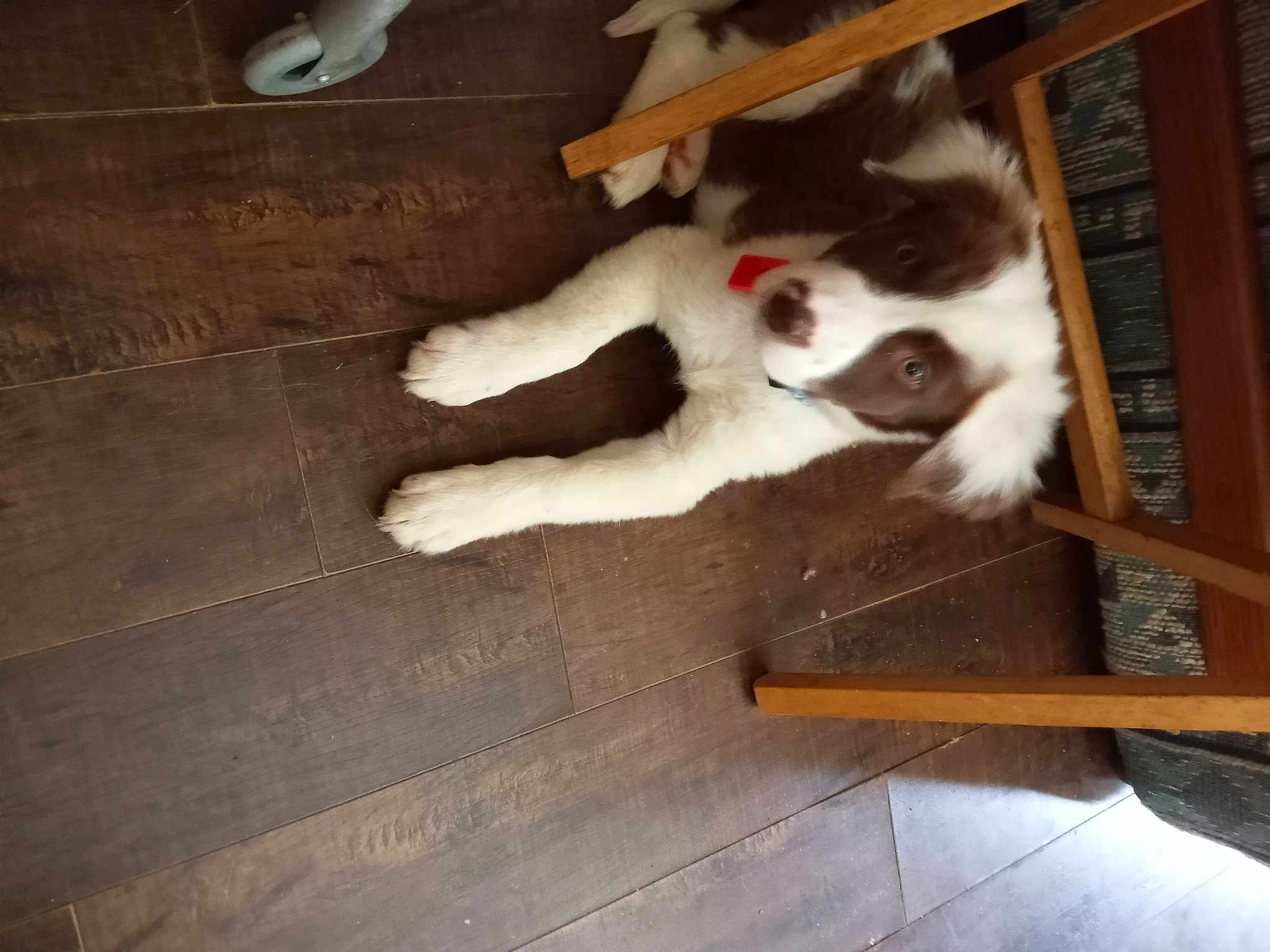 Harley