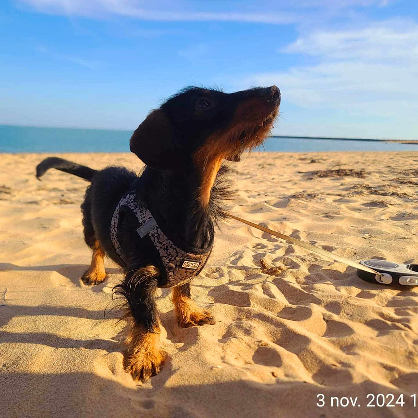 Socrate participe au concours pour gagner de l'argent avec cette photo : accessories, animal, ball, beach, canine, coast, dog, nature, outdoors, pet, photography, puppy, sea, shoreline, sky, sport, strap, summer, sunglasses, water
