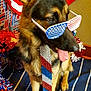 dog, german_shepherd, sunglasses, patriotic, red_white_blue, beaded_tie, decorations, flowers, indoor, portrait, tongue_out, celebration, festive, holiday, costume, pet, animal, fur, canine, accessory