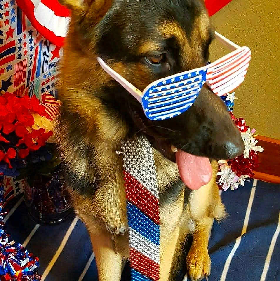 Duke Of Henry is registered to the contest to win money with this photo: dog, german_shepherd, sunglasses, patriotic, red_white_blue, beaded_tie, decorations, flowers, indoor, portrait, tongue_out, celebration, festive, holiday, costume, pet, animal, fur, canine, accessory