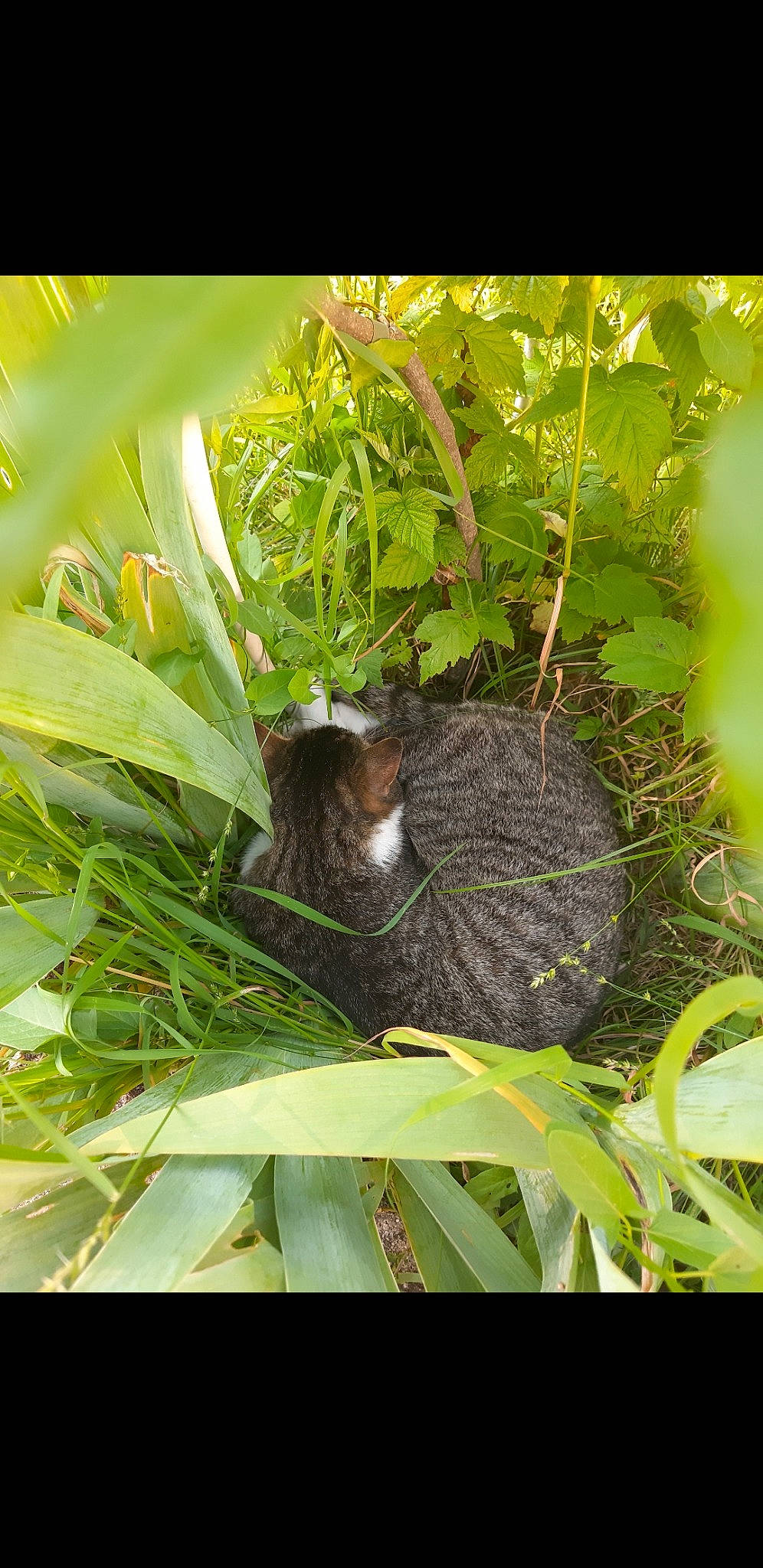 Titou a rejoint le concours — aidez-le/la à gagner de superbes lots ! adaptation, grass, marsupial, plant