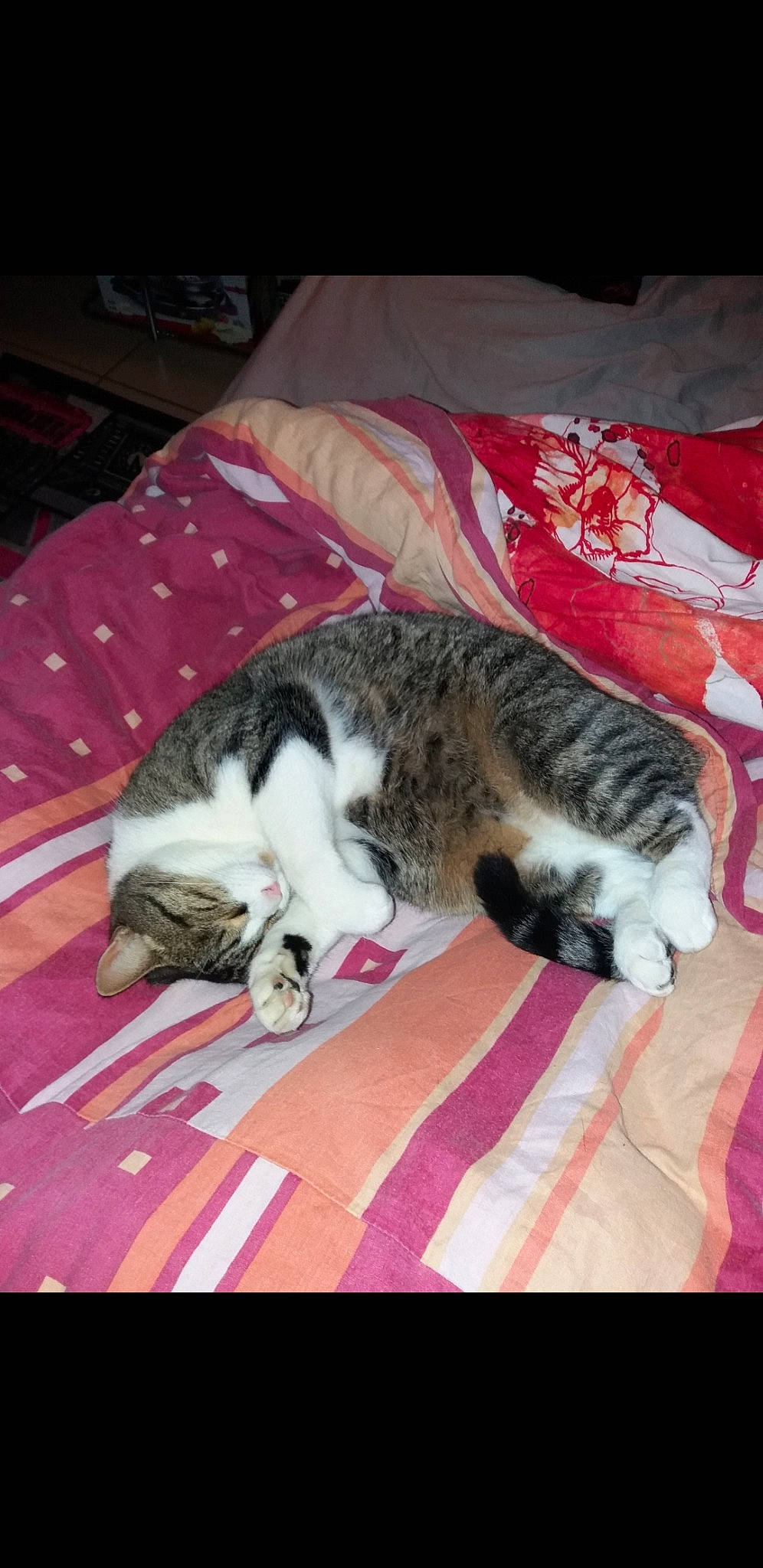 Titou a rejoint le concours — aidez-le/la à gagner de superbes lots ! american_shorthair, carnivore, cat, domestic_short_haired_cat, dragon_li, european_shorthair, felidae, fur, kitten, mammal, nap, sleep, small_to_medium_sized_cats, snout, tabby_cat, tail, whiskers