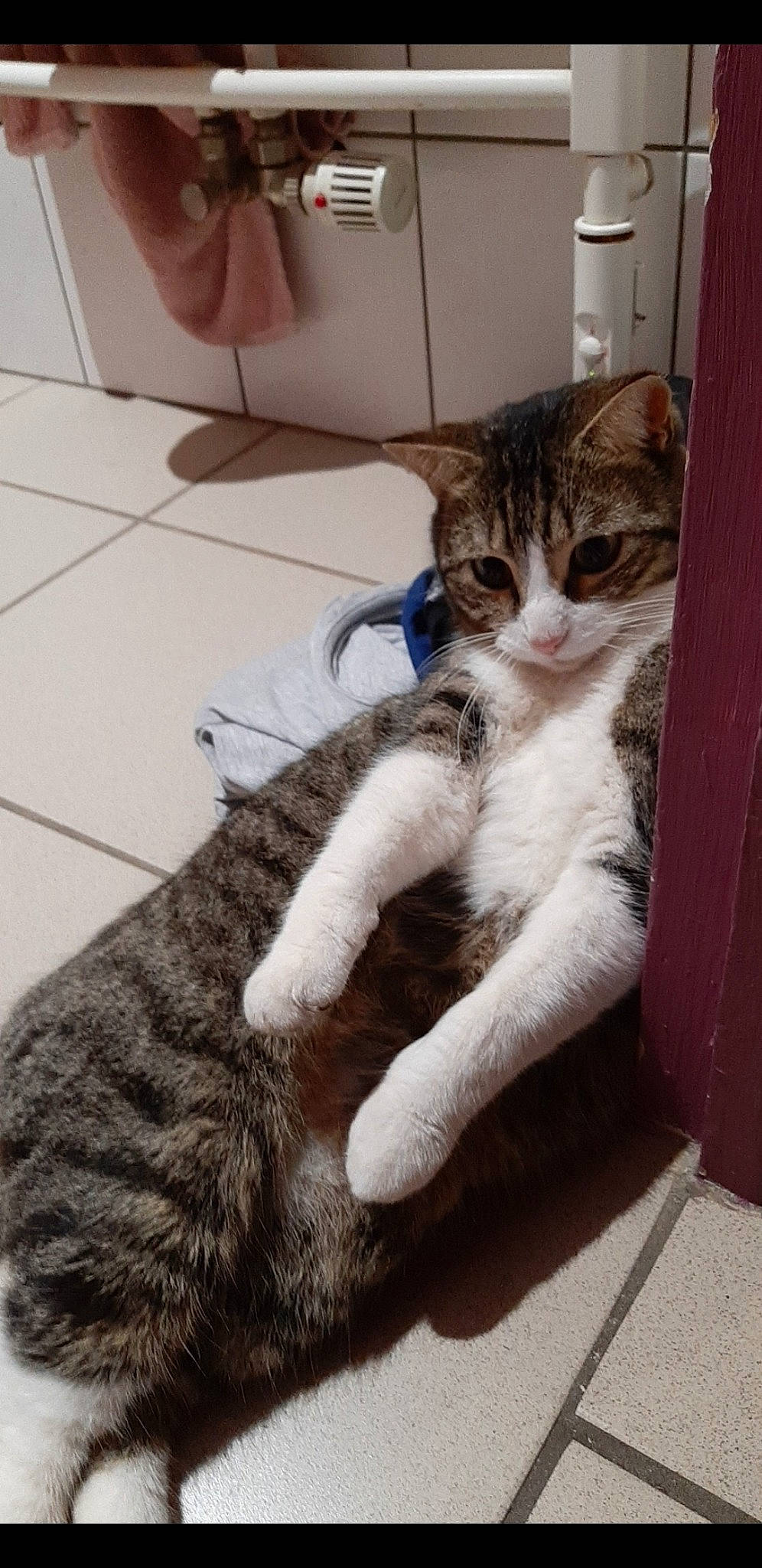 Titou a rejoint le concours — aidez-le/la à gagner de superbes lots ! aegean_cat, american_shorthair, american_wirehair, asian, carnivore, cat, claw, domestic_short_haired_cat, dragon_li, european_shorthair, felidae, german_rex, kitten, mammal, ojos_azules, paw, polydactyl_cat, small_to_medium_sized_cats, tabby_cat, whiskers