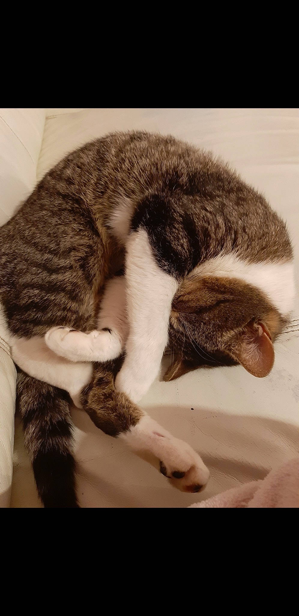 Titou participe au concours pour gagner de l'argent avec cette photo : carnivore, cat, claw, domestic_short_haired_cat, european_shorthair, felidae, fur, german_rex, kitten, paw, polydactyl_cat, small_to_medium_sized_cats, snout, tabby_cat, tail, whiskers