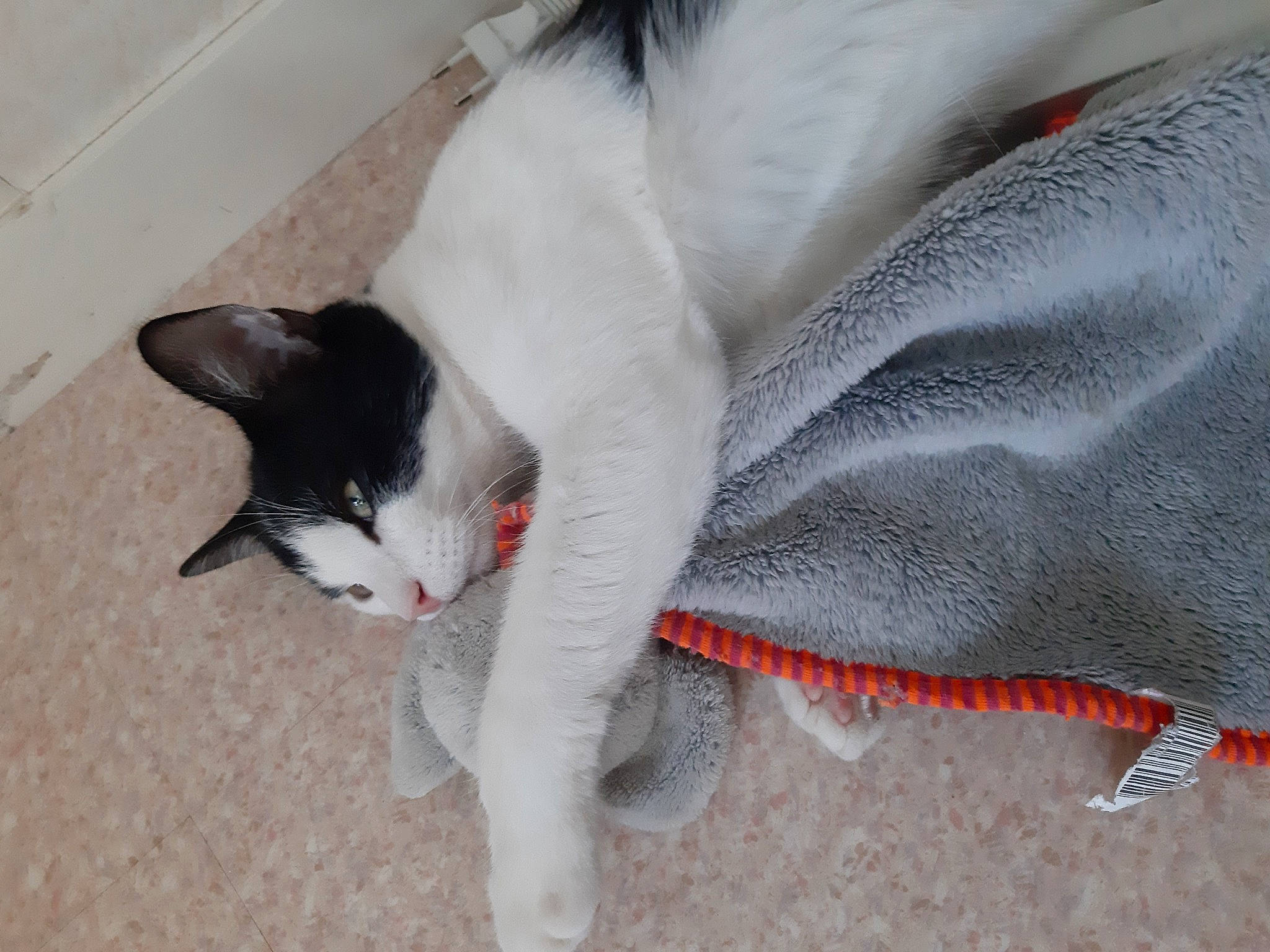 Asia participe au concours pour gagner de l'argent avec cette photo : aegean_cat, carnivore, cat, domestic_short_haired_cat, felidae, paw, small_to_medium_sized_cats, snout, tail, whiskers