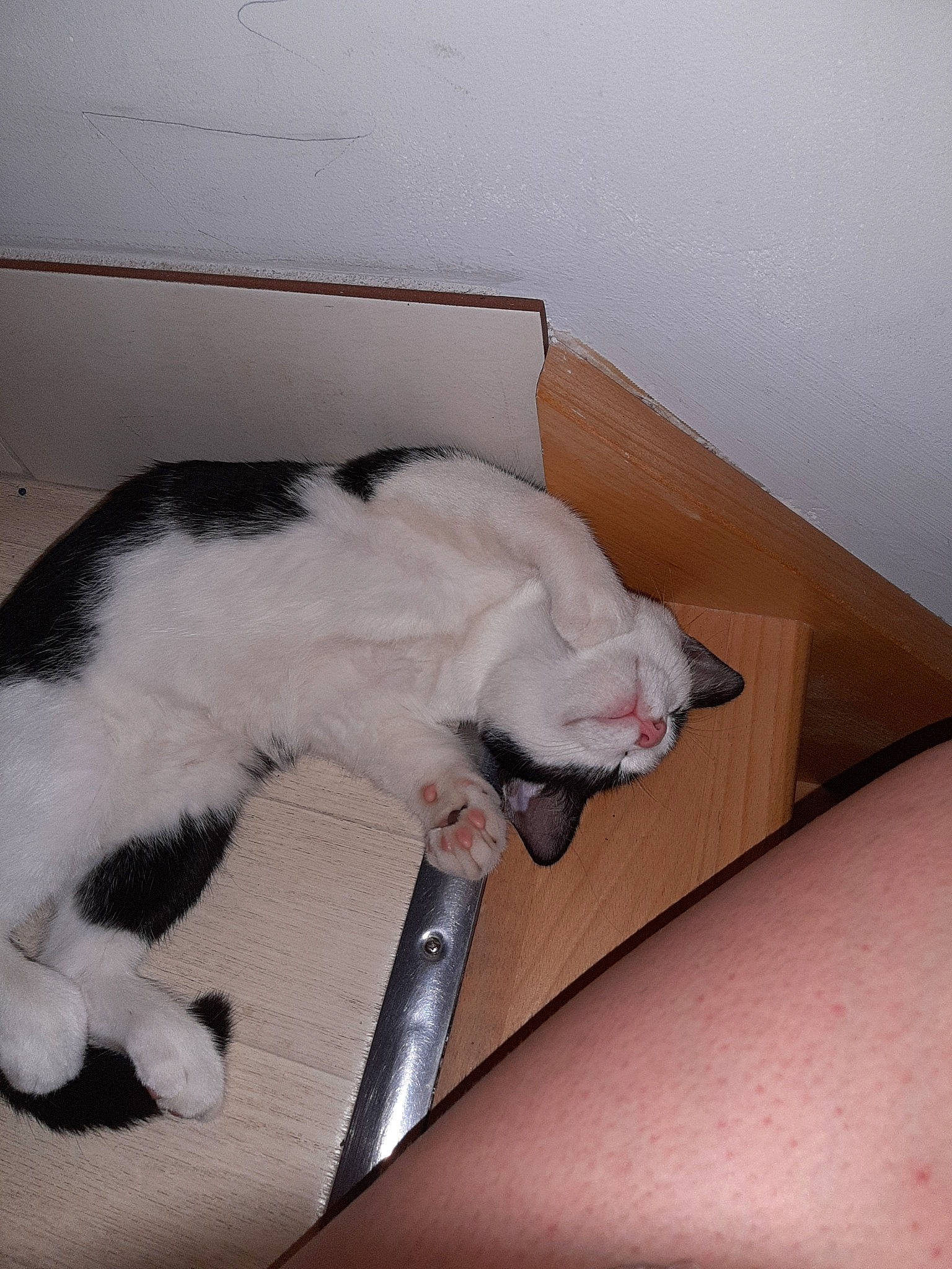 Asia a rejoint le concours — aidez-le/la à gagner de superbes lots ! carnivore, cat, domestic_short_haired_cat, felidae, leg, nap, small_to_medium_sized_cats, tail, whiskers