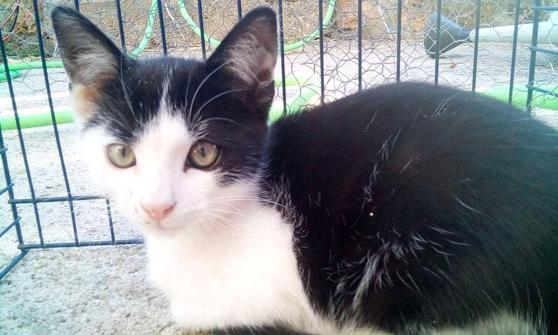 Asia a rejoint le concours — aidez-le/la à gagner de superbes lots ! aegean_cat, american_wirehair, black_and_white, carnivore, cat, domestic_long_haired_cat, domestic_short_haired_cat, eye, felidae, fur, kitten, mammal, norwegian_forest_cat, ojos_azules, polydactyl_cat, small_to_medium_sized_cats, snout, tail, vertebrate, whiskers