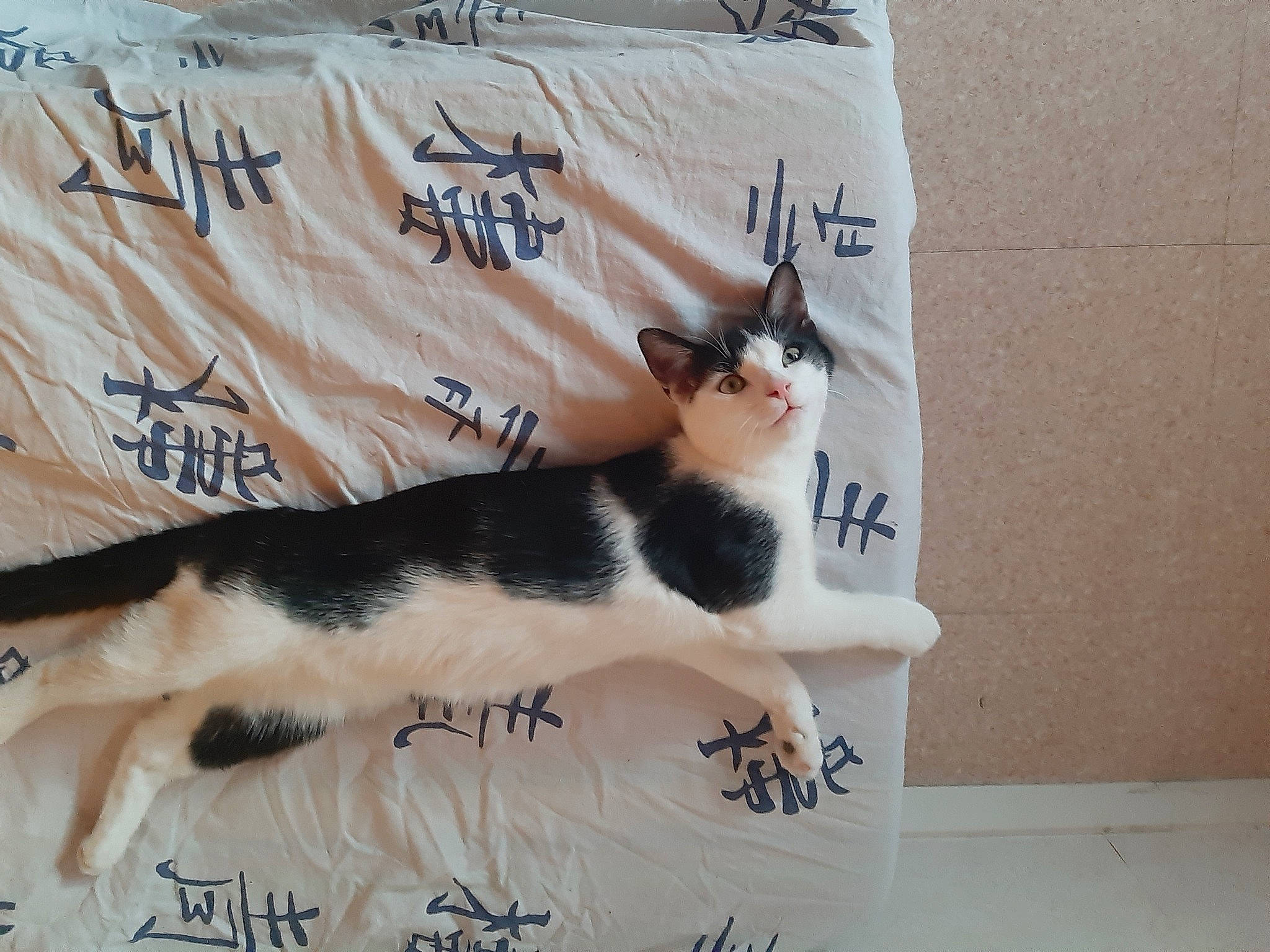 Asia participe au concours pour gagner de l'argent avec cette photo : carnivore, cat, fawn, felidae, kitten, small_to_medium_sized_cats, square, tail, whiskers