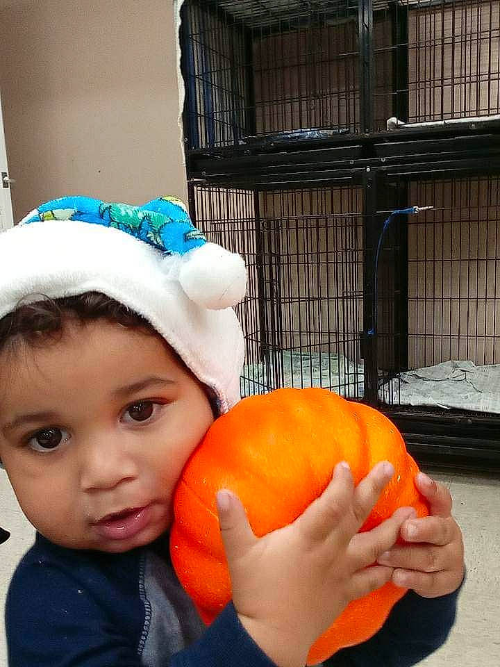Elijah is registered to the contest to win money with this photo: calabaza, cap, child, cucurbita, food, fruit, fun, gourd, happy, natural_foods, orange, person, plant, produce, pumpkin, squash, superfood, toddler, tree, vegetable