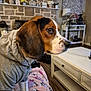 dog, beagle, hoodie, pet, indoor, couch, blanket, living_room, furniture, decor, table, lamp, fan, wood_floor, cozy, side_view, closeup, animal, cute, domestic